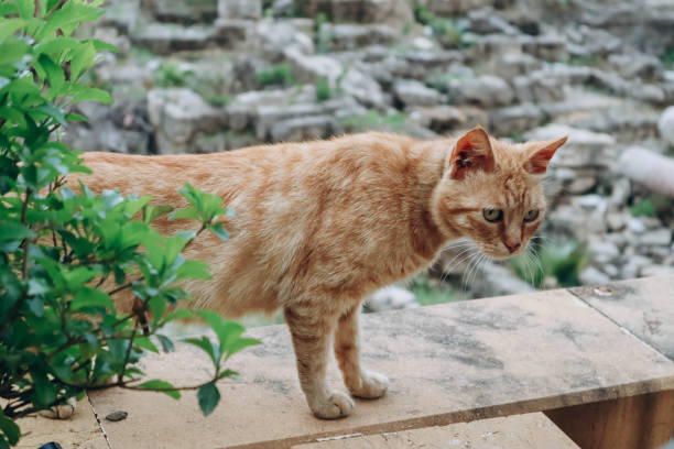 istock Red street cat in Beirut, Lebanon 1587606479