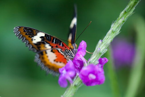 Butterfly drinking juice from flower pollens.