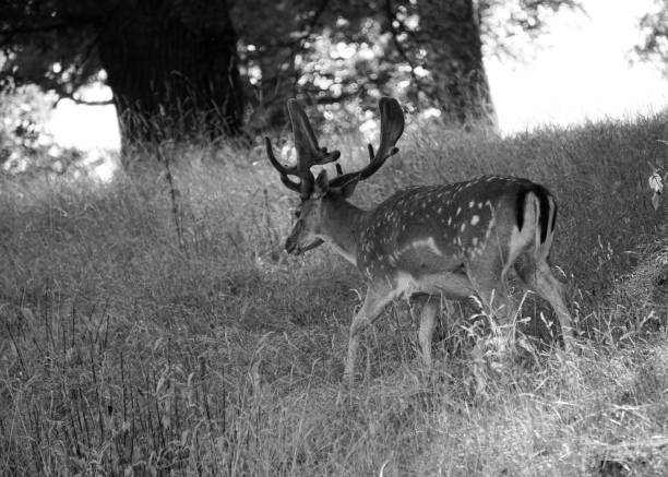 istock View of deer grazing on the field 1587619088