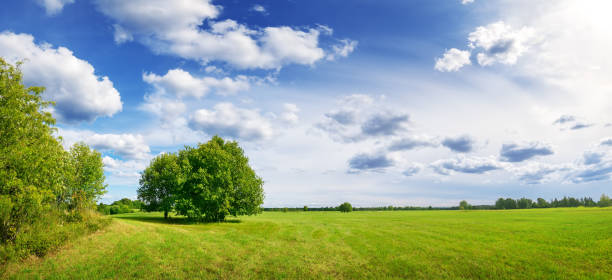Beautiful panoramic background of the green field in natural park. stock photo