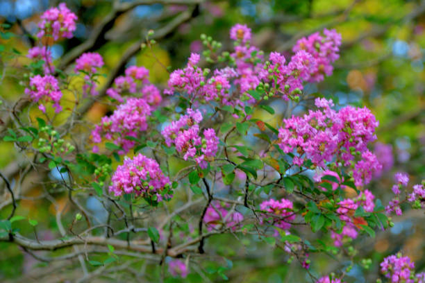 Crape myrtle is a deciduous tree or shrub, with especially handsome bark; the smooth gray outer bark flaking away to reveal glossy cinnamon brown bark beneath. Small white, red, pink or purple flowers are borne in clusters in early summer, often blooming again in late summer.