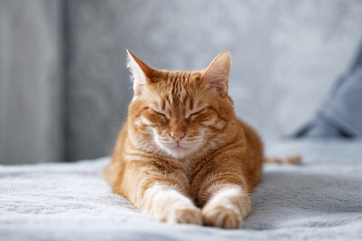 Red cat lies on the bed with his eyes closed and dozing. Shallow focus.