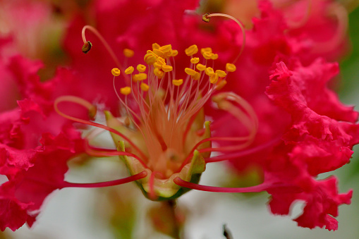 Crape myrtle is a deciduous tree or shrub, with especially handsome bark; the smooth gray outer bark flaking away to reveal glossy cinnamon brown bark beneath. Small white, red, pink or purple flowers are borne in clusters in early summer, often blooming again in late summer.