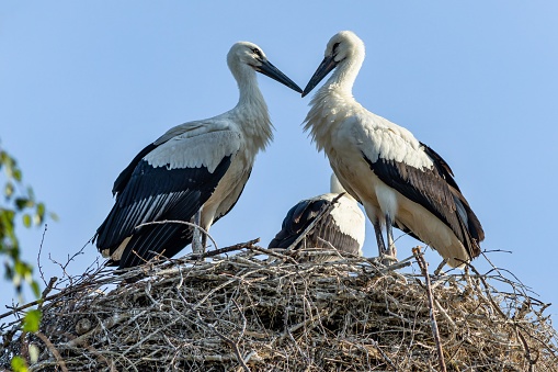 Two siblings, storks, standing on the nest made of little twigs. Their beaks touching in a shape of a heart. Sunny summer day with clear blue sky.