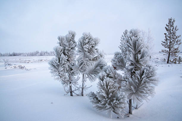 hiver, sibérie. - tony snow photos et images de collection