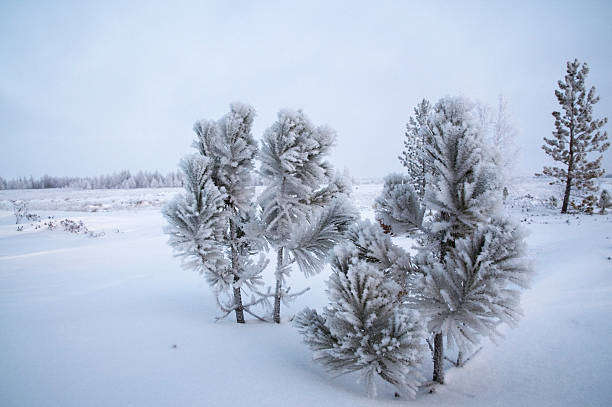 inverno, sibéria. - tony snow fotos imagens e fotografias de stock