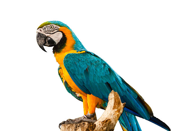 istock Colorful blue parrot macaw isolated on white background 158763776