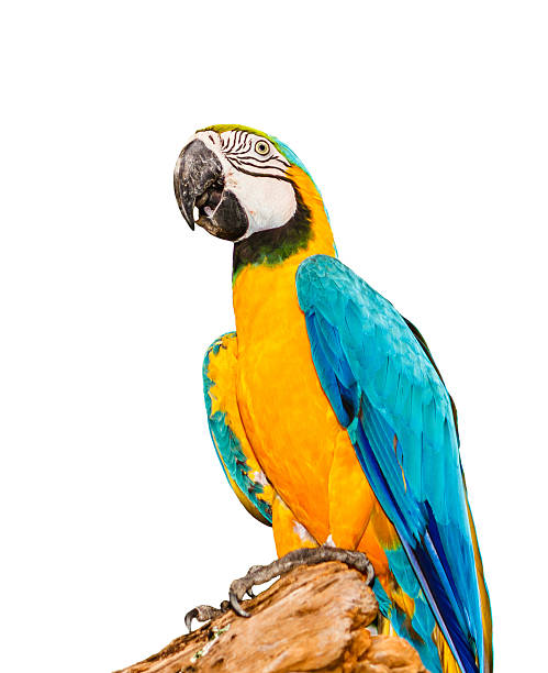 istock Colorful blue parrot macaw isolated on white background 158763778