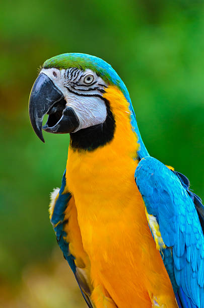 istock Blue and Gold Macaw, Ara ararauna. 158763812