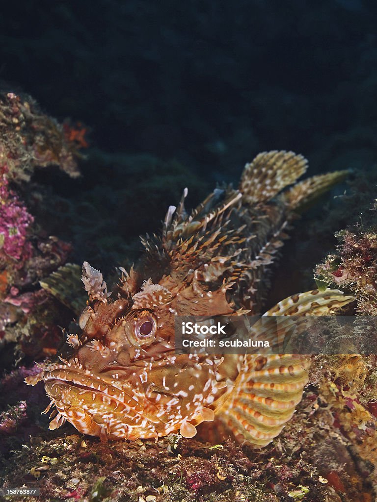 Giant rosso rockfish (Scorpaena scrofa) - Foto stock royalty-free di Ambientazione esterna