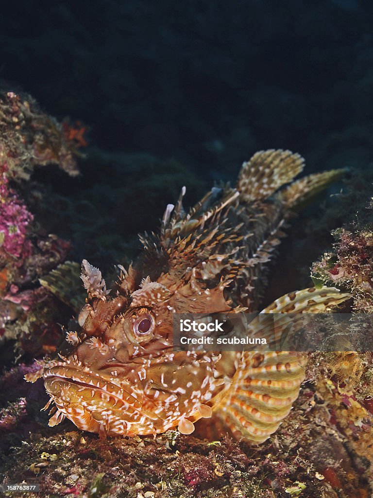 Гигантский красный морской окунь (Scorpaena scrofa) - Стоковые фото Tyrrhenian Sea роялти-фри