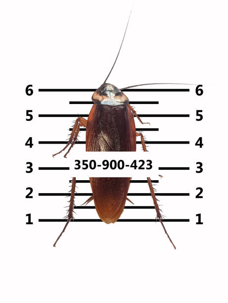 istock cockroaches white background scary horrifying,insects that carry disease-causing pathogens 1587641707
