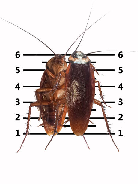 istock cockroaches white background scary horrifying,insects that carry disease-causing pathogens 1587641708
