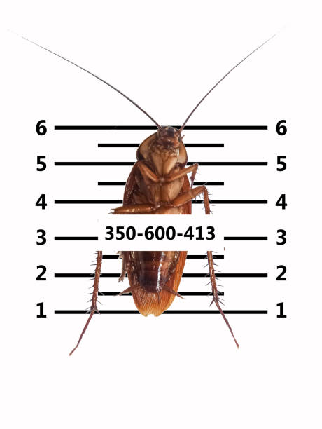istock cockroaches white background scary horrifying,insects that carry disease-causing pathogens 1587641725