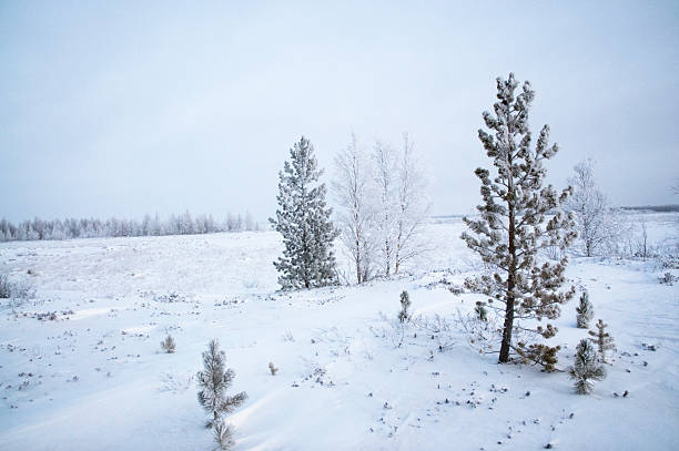 inverno, sibéria. - tony snow fotos imagens e fotografias de stock