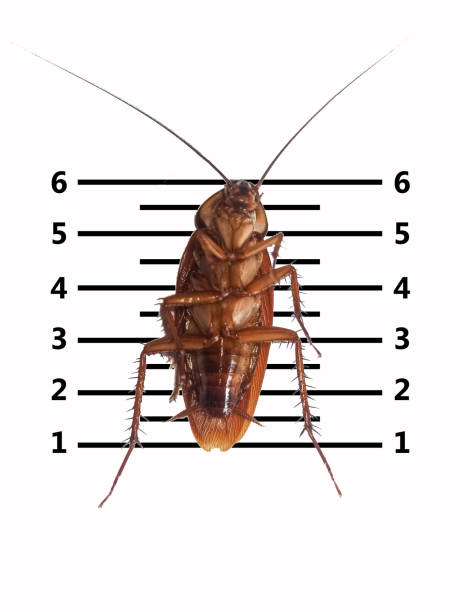 istock cockroaches white background scary horrifying,insects that carry disease-causing pathogens 1587642239