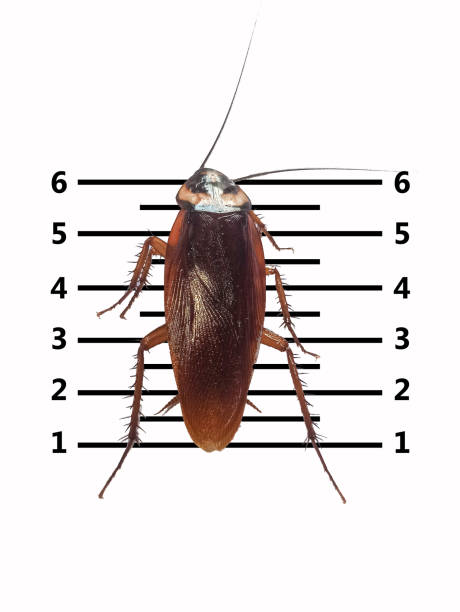 istock cockroaches white background scary horrifying,insects that carry disease-causing pathogens 1587642241