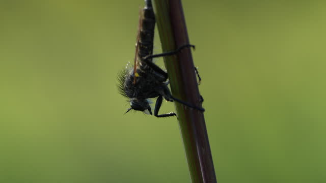 Macro 4K video of robber fly on plant straw in nature