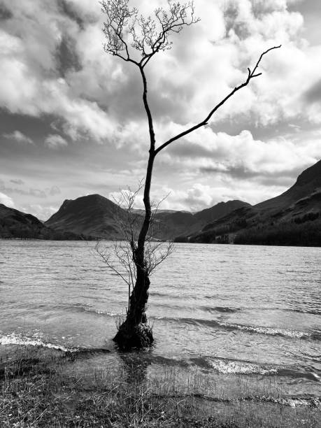 istock A lonely bare tree at Buttermere Lake in Cumbria 1587647873