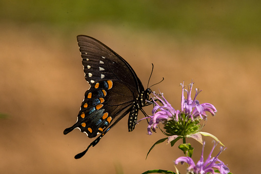 Blue tiger butterfly or Danaid Tirumala limniace on a pink zinnia flower with green blurred background.