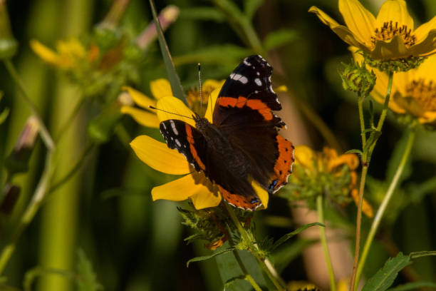istock Butterfly - Red Admiral on Yellow Flower 1587650214