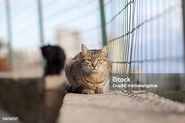 Cat - zdjęcia stockowe i więcej obrazów Bezpańskie zwierzę - Bezpańskie zwierzę, Czarny kolor, Czerwony