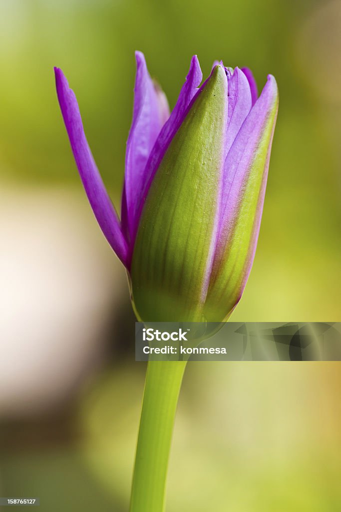 Lotus - Photo de Arbre en fleurs libre de droits