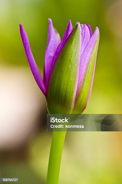 Photo libre de droit de Lotus banque d'images et plus d'images libres de droit de Arbre en fleurs - Arbre en fleurs, Beauté, Beauté de la nature