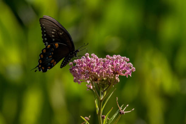 istock Spicebush Swallowtail on Swamp Milkweed 1587651877