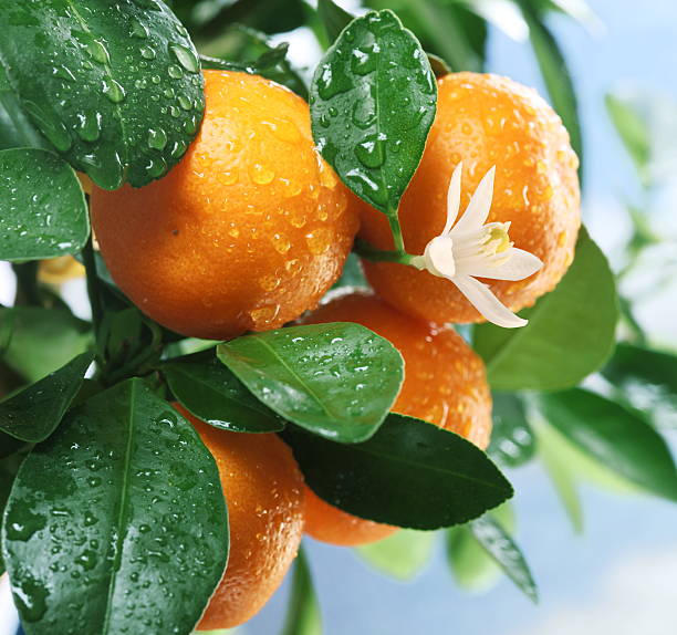 istock Ripe tangerines on a tree branch. 158765277