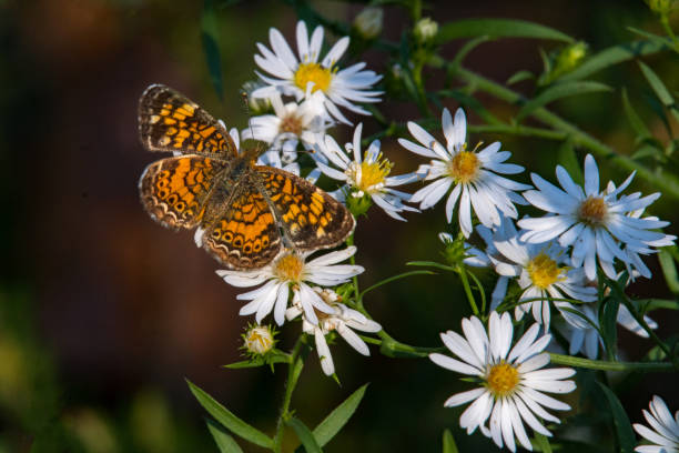 istock Pearl Crescent Butterfly & Small White Flowers 1587653073