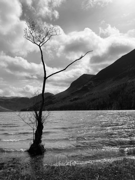 istock A lonely bare tree at Buttermere Lake in Cumbria 1587657644
