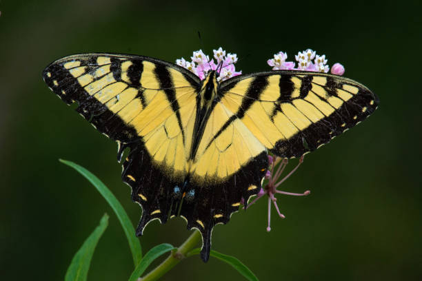 istock Butterfly - Eastern Tiger Swallowtail with Wings Spread 1587658198