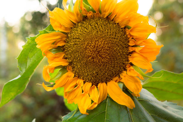 istock Sunflower in garden. Close up 1587661016