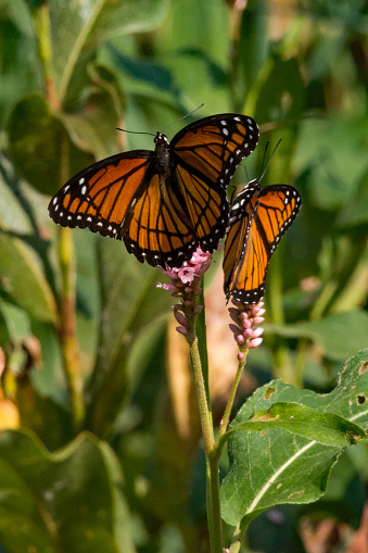 Two Viceroy Butterflies