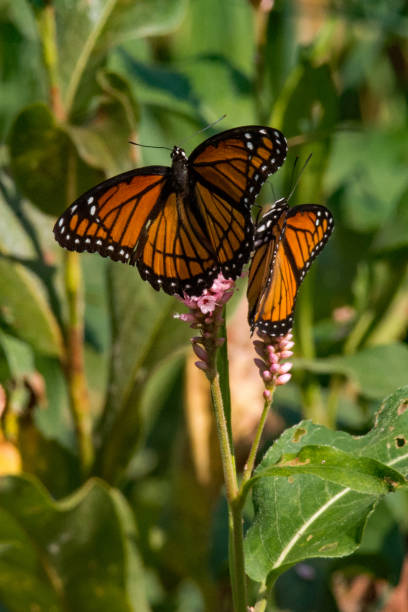 Two Viceroy Butterflies stock photo