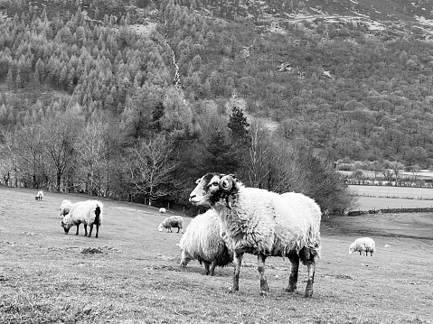 Sheep grazing in a field at Buttermere in Cumbria