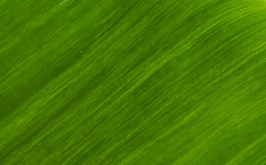 Green leaf texture for natural background