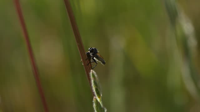 Macro 4K video of robber fly on plant straw in nature
