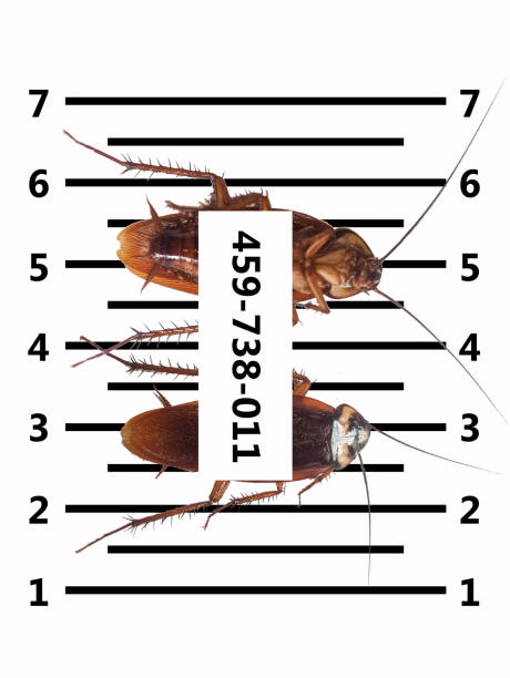 istock cockroaches,horrifying,insects that carry disease-causing pathogens 1587677677