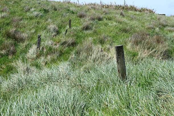 Field of tussock grass