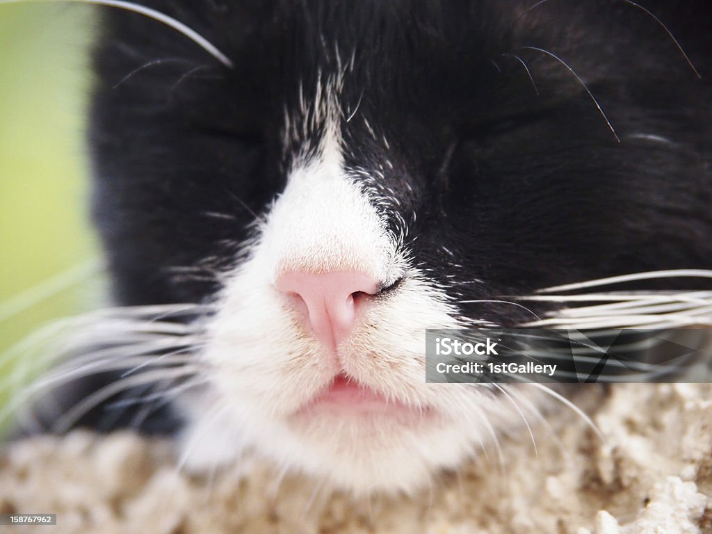 sleeping cat, black and white, focus is on the nose sleeping cat, black and white, focus is on the nose (23) Animal Stock Photo