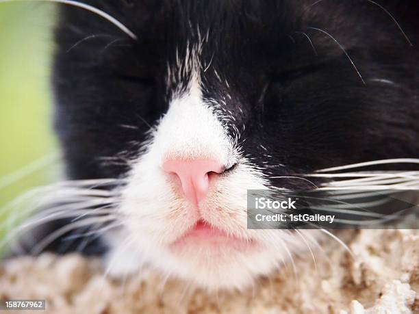 Sleeping Cat Black And White Focus Is On The Nose Stock Photo - Download Image Now