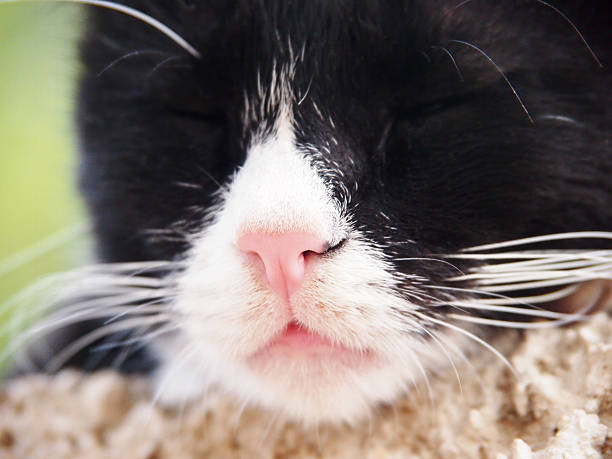 gato dormir, preto e branco, foco está no nariz - schlafend imagens e fotografias de stock