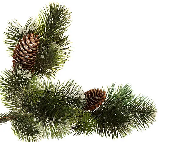 Fir branch with fir cones isolated on white