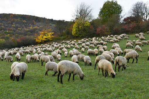 Baby Merino Sheep enjoying the sunshine in a paddock