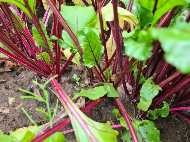 istock Beetroot root vegetable plants growing in soil in garden on garden bed 1587703038