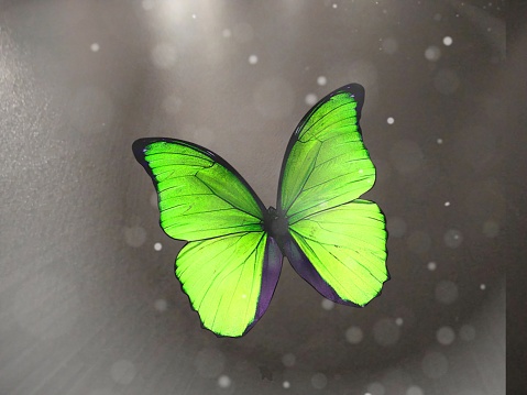 A green butterfly is fluttering in the dark and glowing.