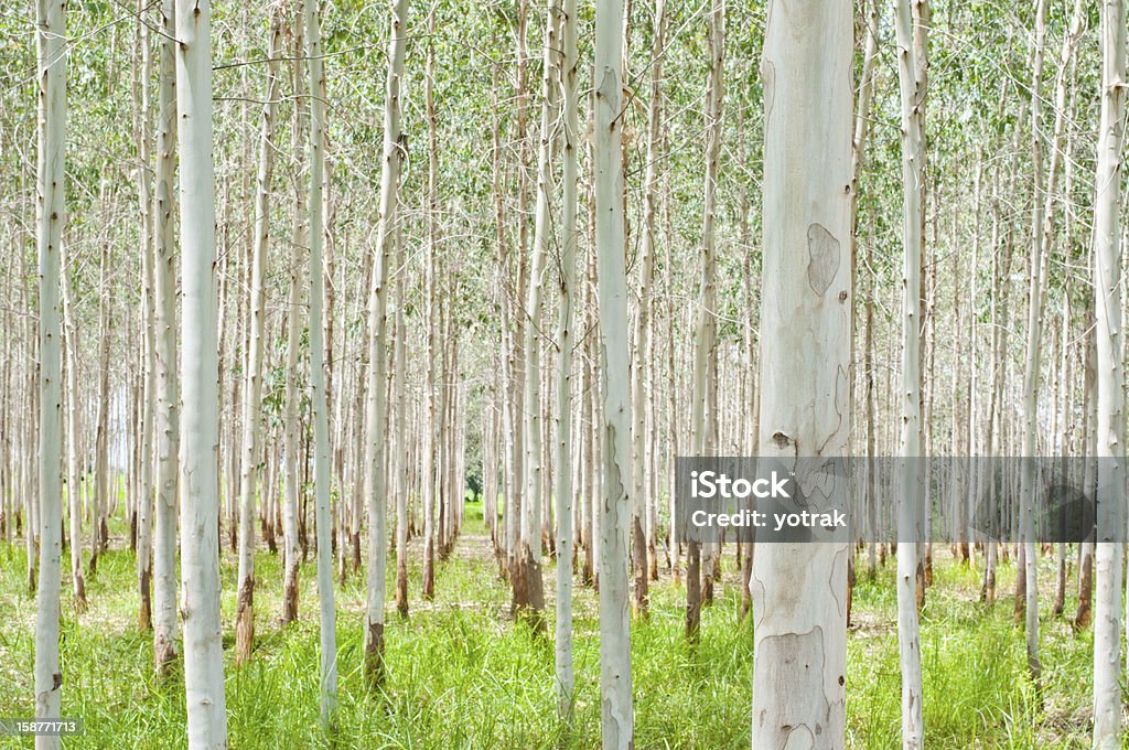 Eucalipto plantation - Foto stock royalty-free di Albero di eucalipto