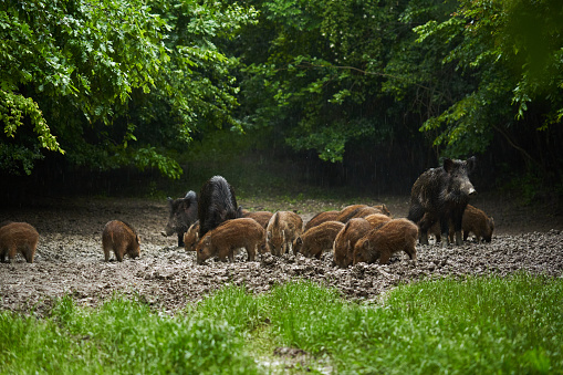 A herd of wild hogs (feral pigs) of all ages in rain, rooting in the forest mud, after sunset